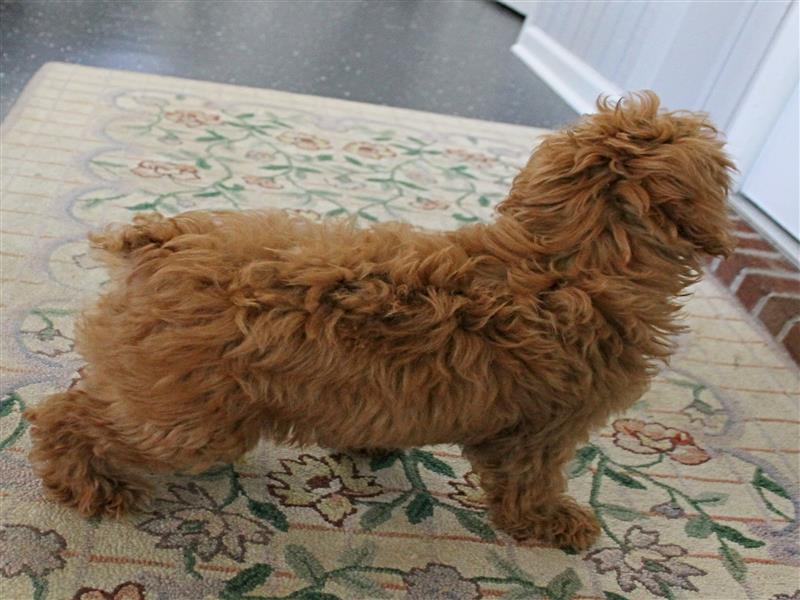 puppy image