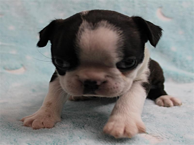 puppy image
