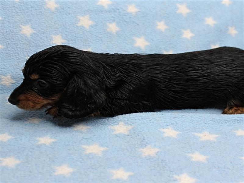 puppy image
