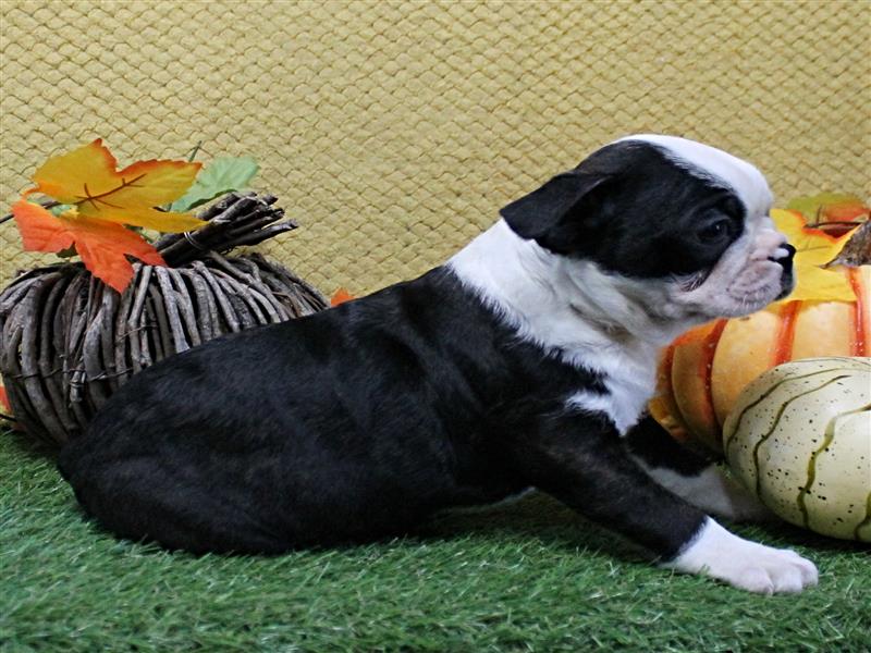 puppy image