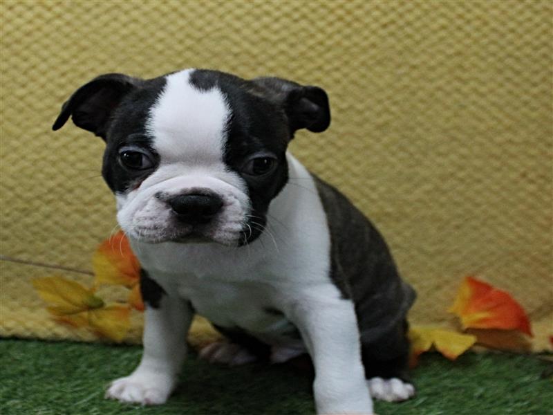 puppy image