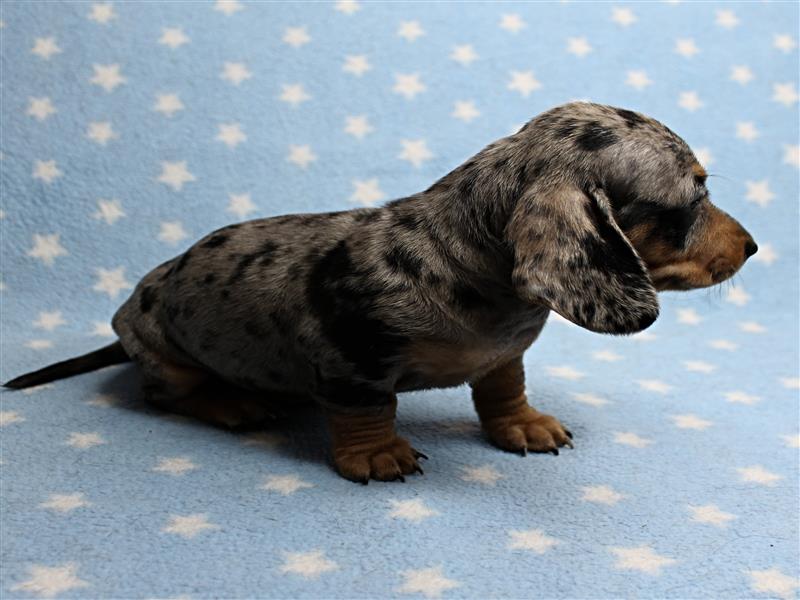 puppy image