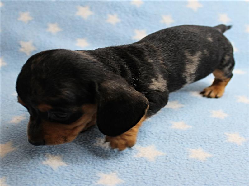 puppy image