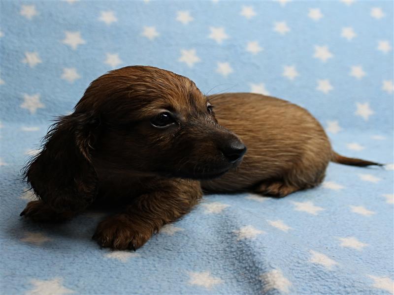 puppy image