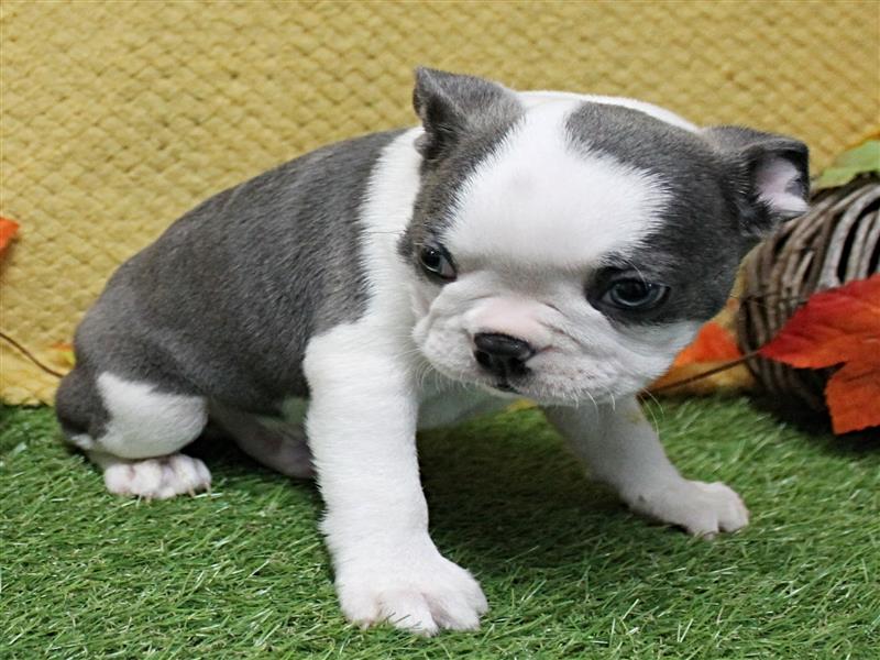 puppy image