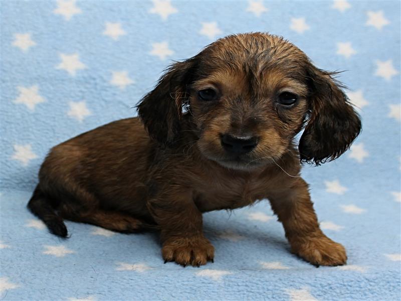puppy image