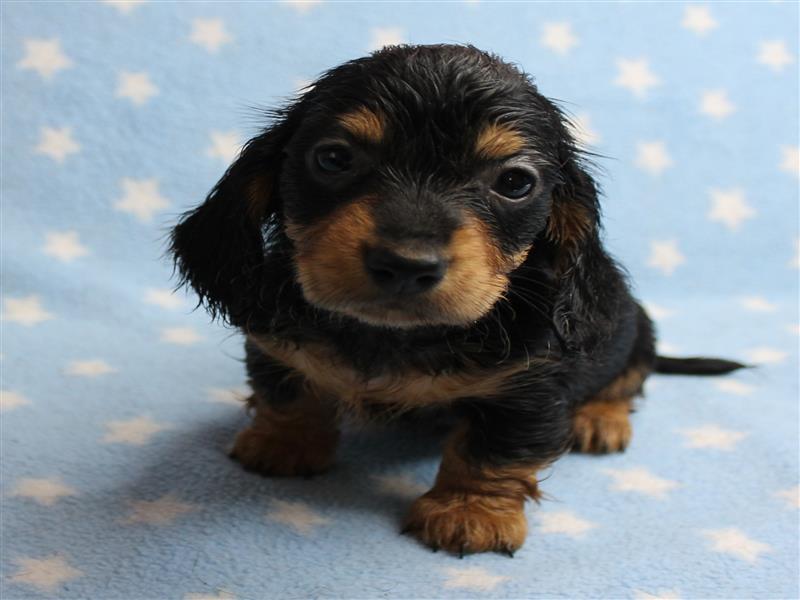 puppy image
