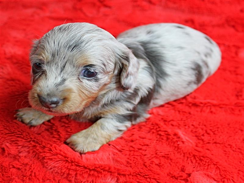 puppy image