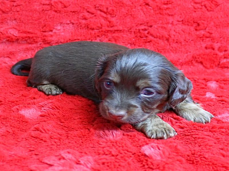 puppy image