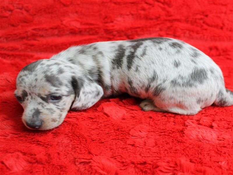 puppy image
