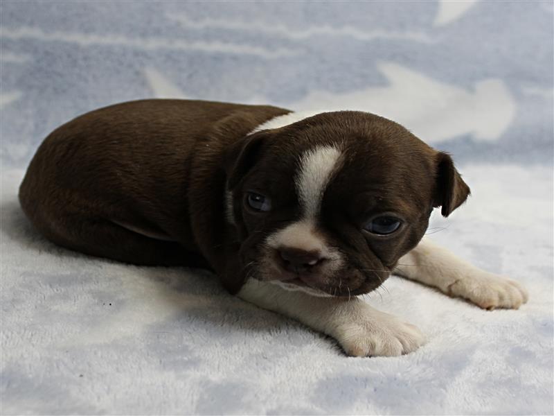 puppy image