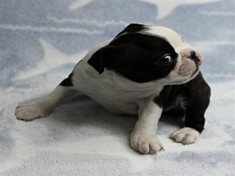 puppy image