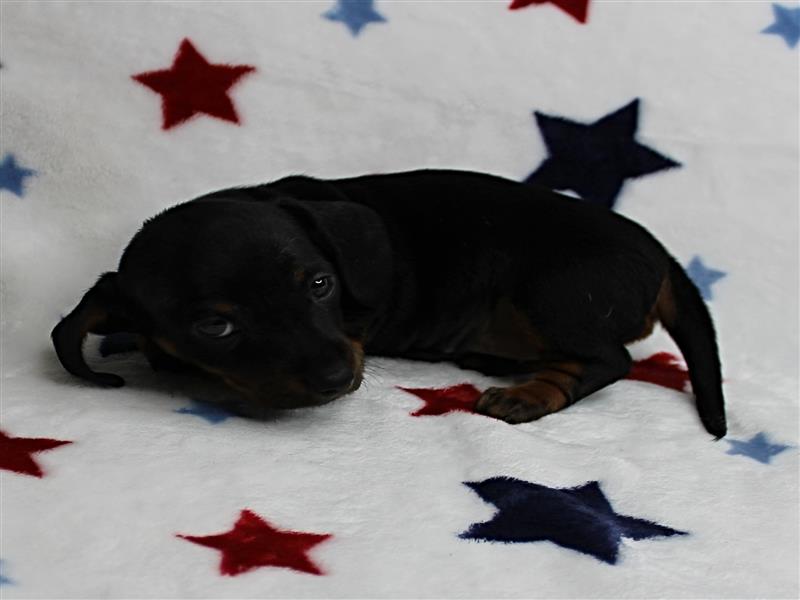 puppy image