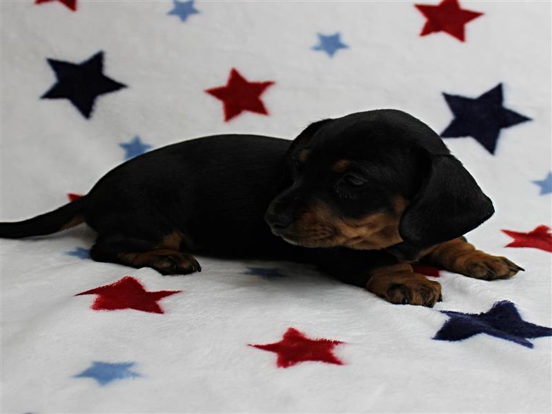 puppy image