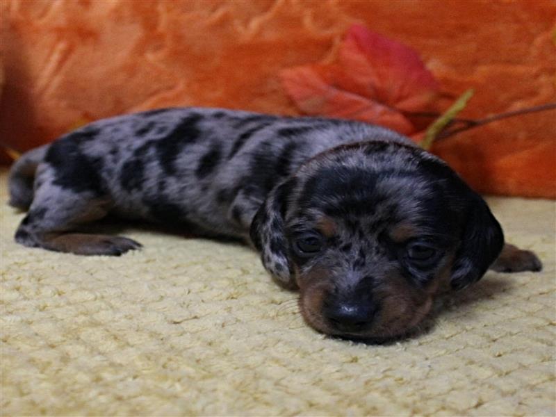 puppy image