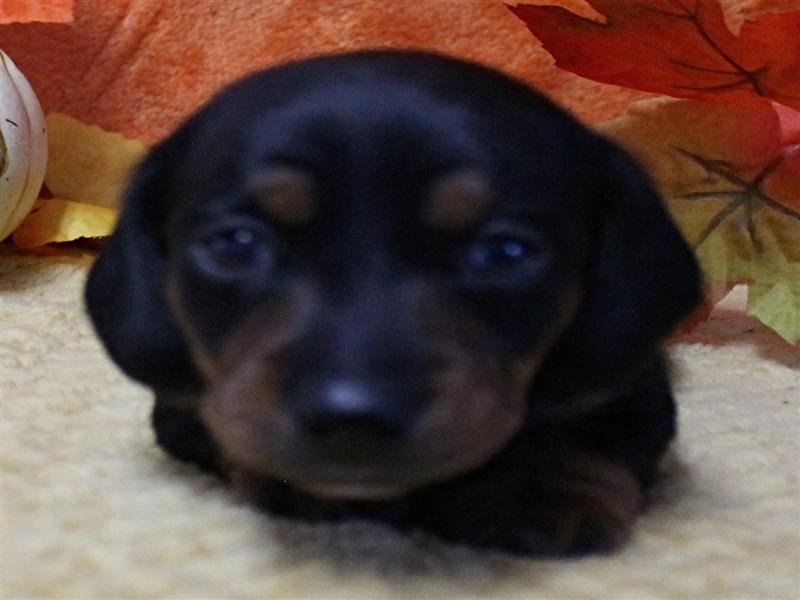 puppy image