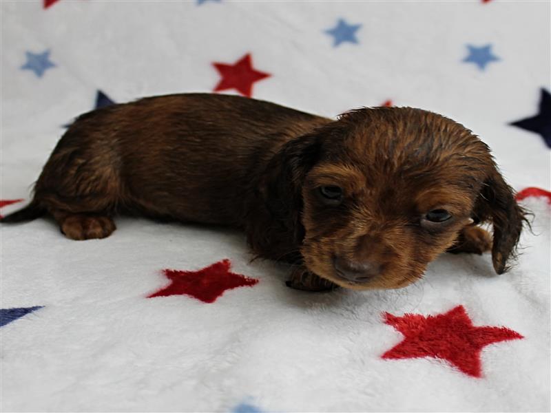 puppy image