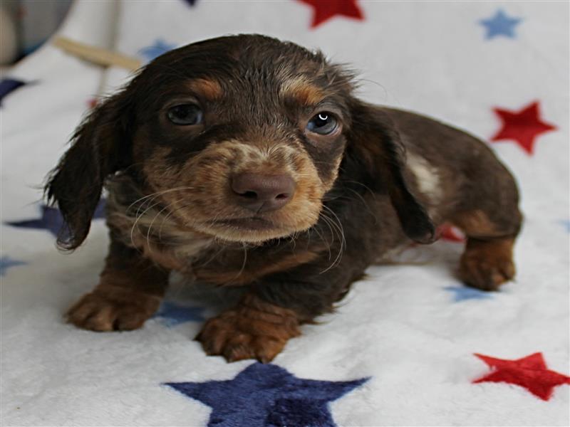 puppy image