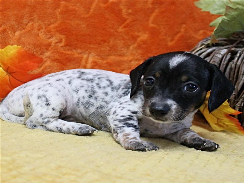 puppy image