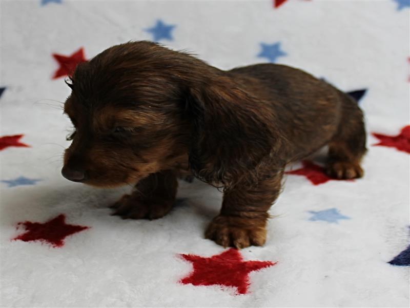puppy image