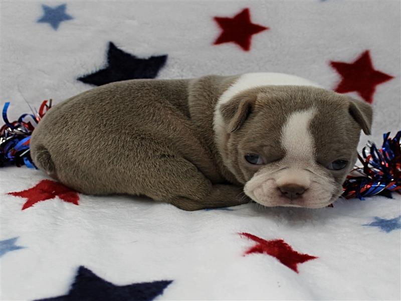 puppy image