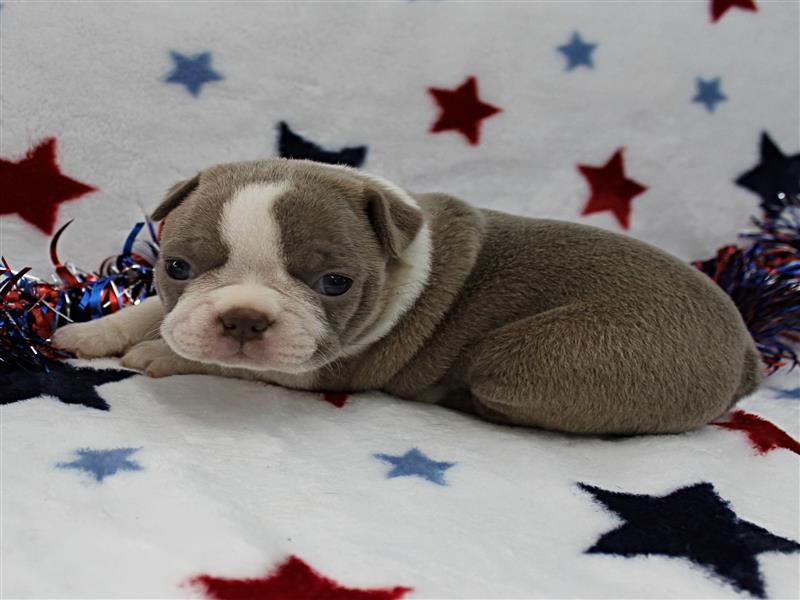 puppy image