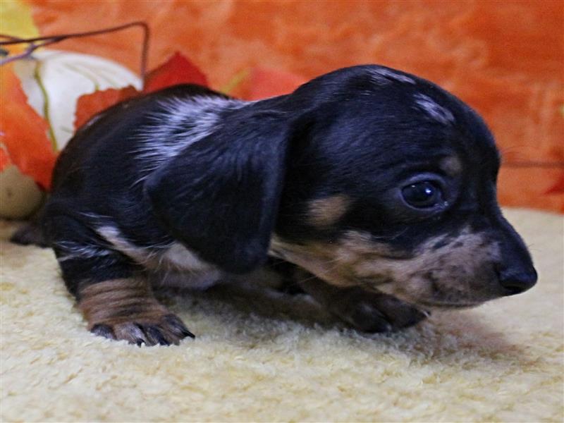 puppy image
