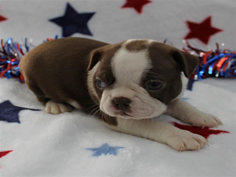 puppy image