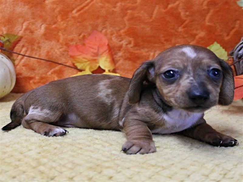 puppy image