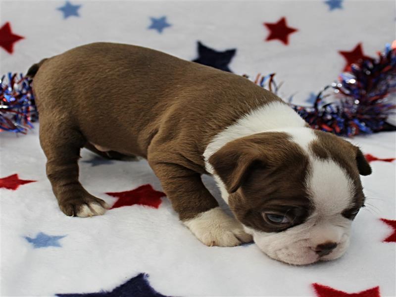 puppy image