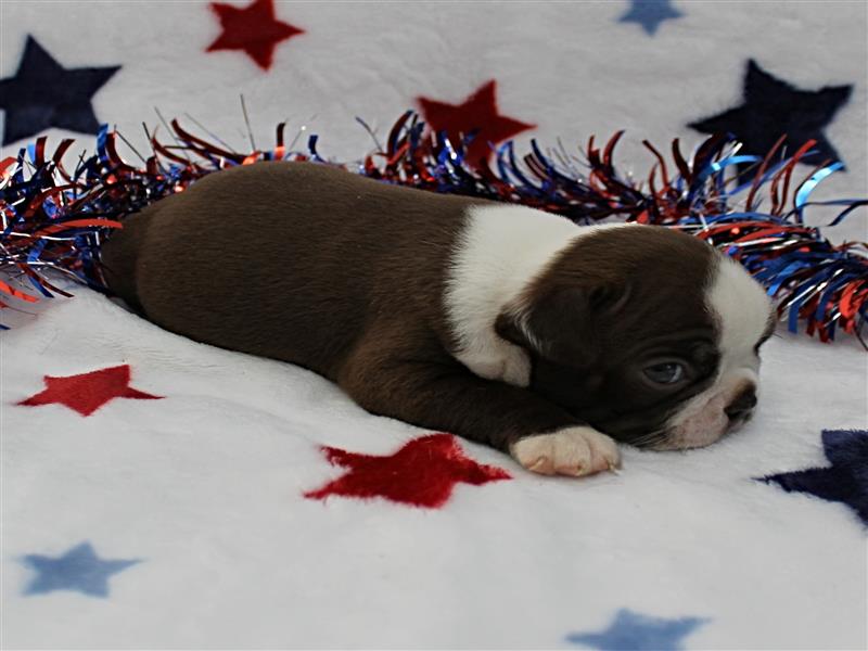 puppy image