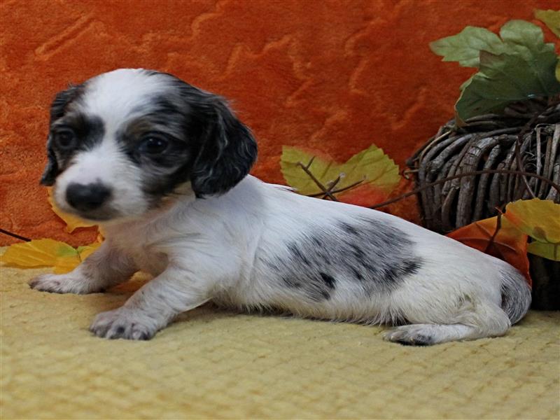puppy image