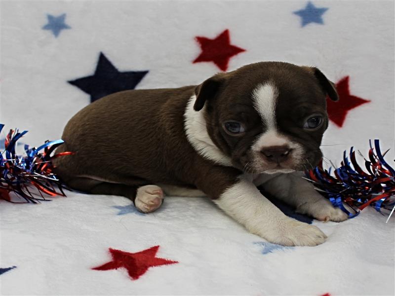 puppy image