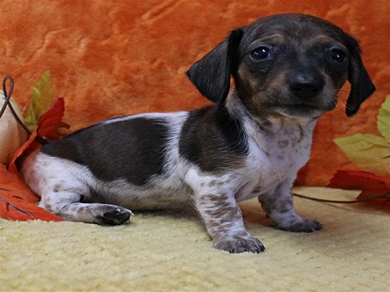 puppy image