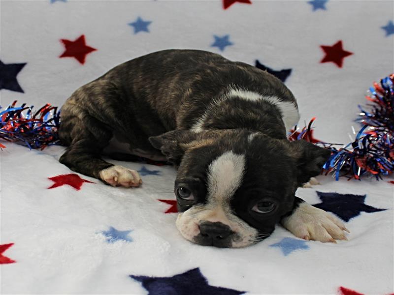 puppy image