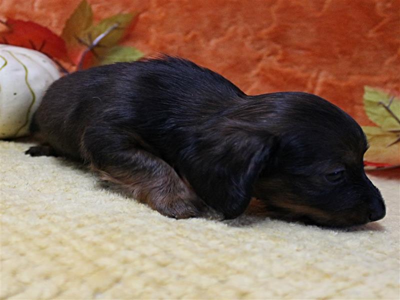 puppy image