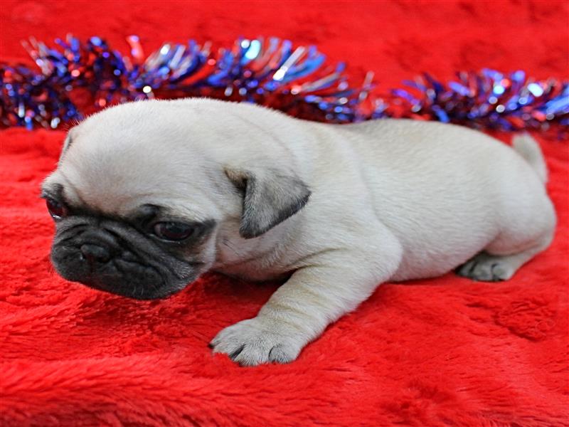puppy image