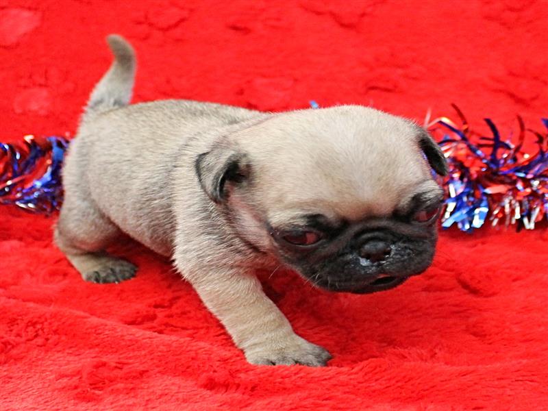 puppy image