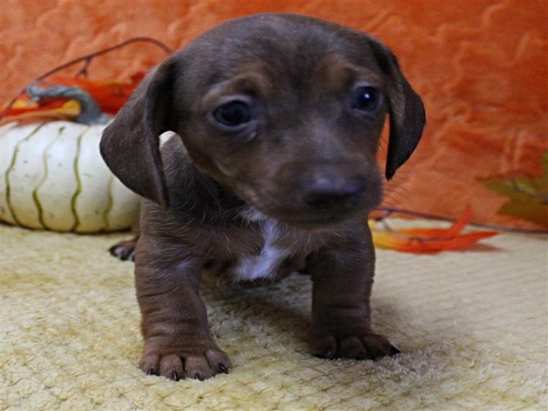 puppy image