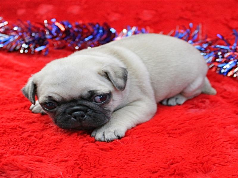 puppy image