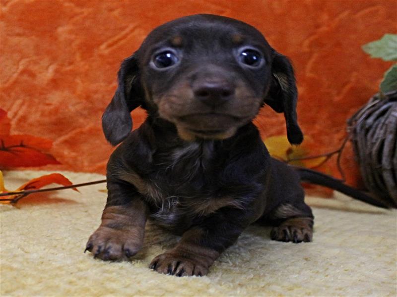 puppy image