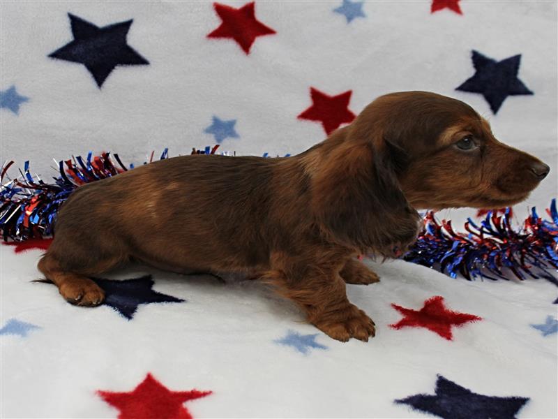 puppy image