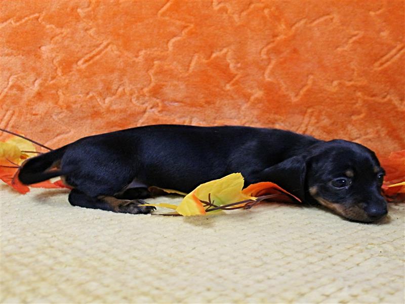 puppy image