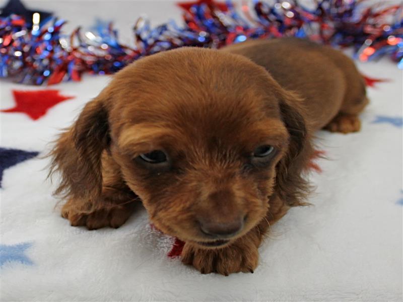 puppy image