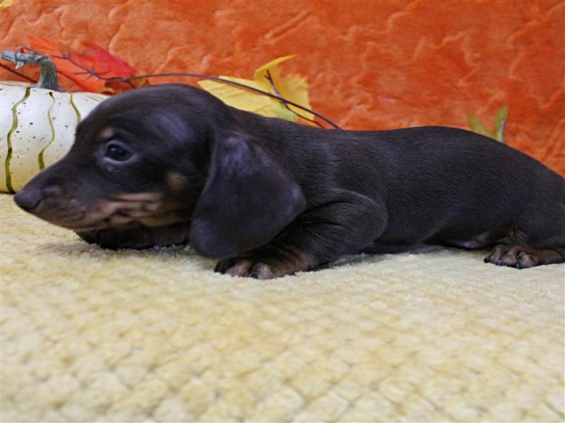 puppy image