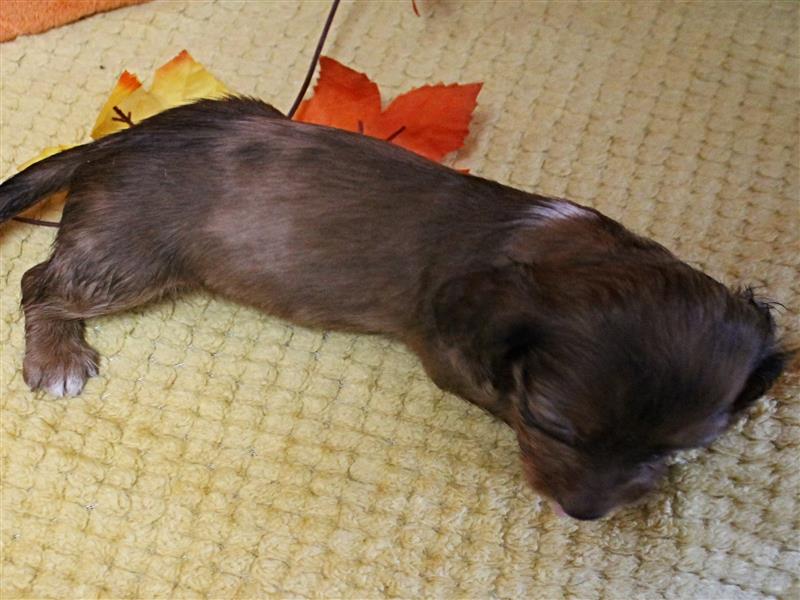 puppy image
