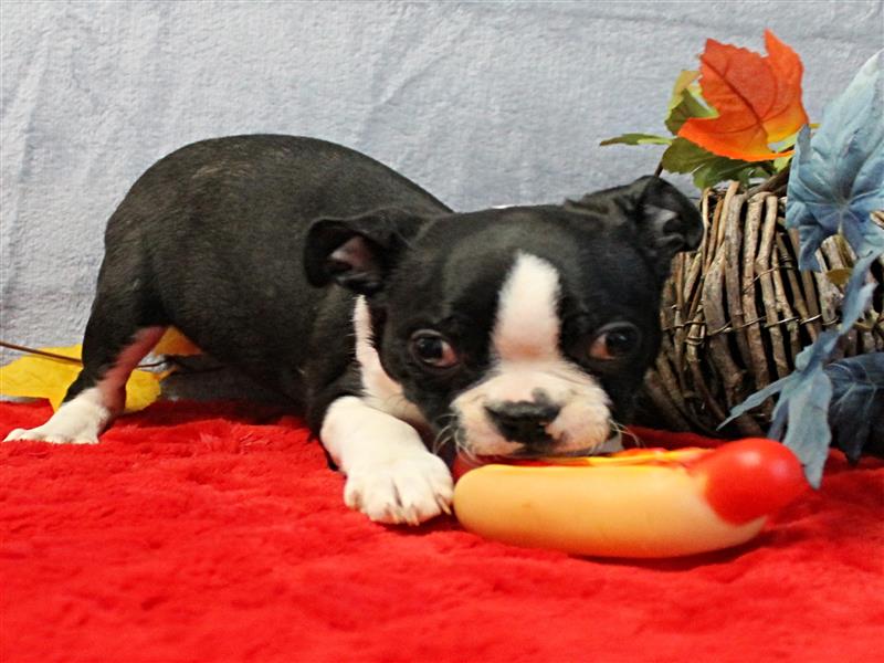 puppy image