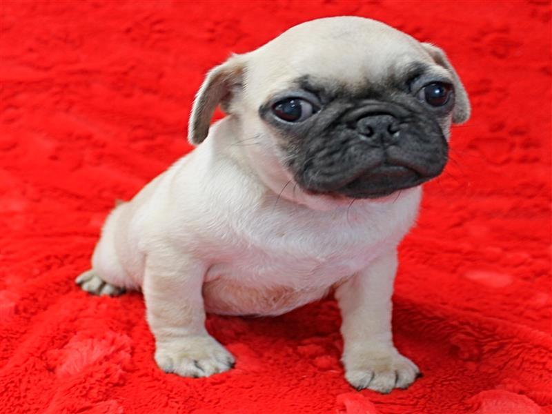 puppy image