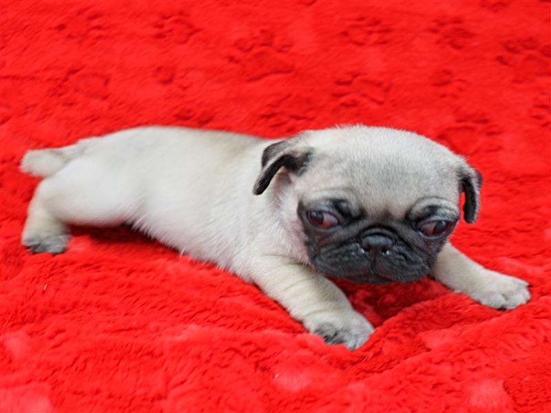 puppy image
