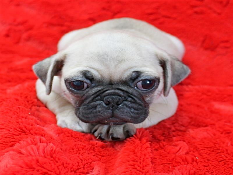 puppy image